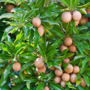 Cricket-Ball-Chikoo-unboxgreen-product-01-a
