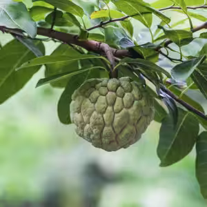 Custard-Apple-Plants-unboxgreen-product-01-b