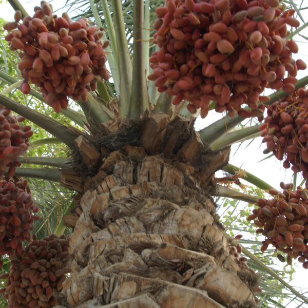 Date-Arabian-khajur-plant-unboxgreen-product-01-b-scaled.jpg