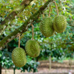 Durian-fruit-unboxgreen-product-01-a.1