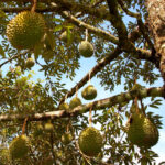 Durian-fruit-unboxgreen-product-01-d.jpg
