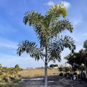 Foxtail-palm-unboxgreen-product-01-b