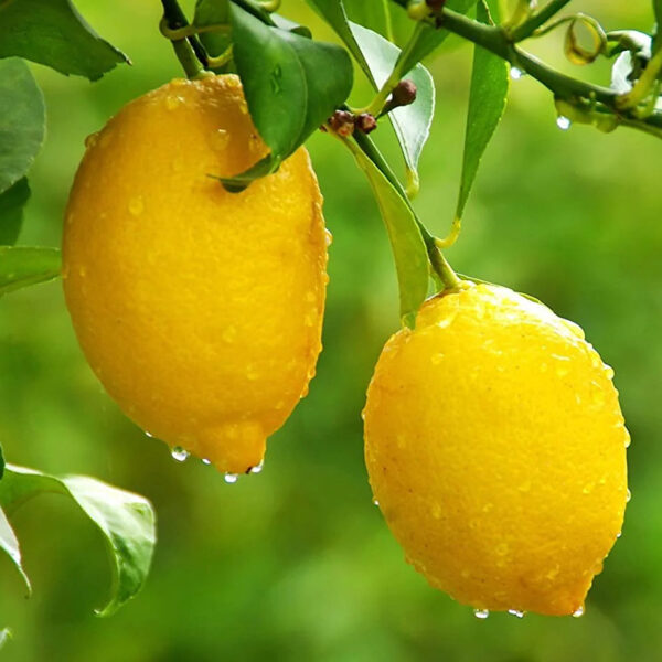 Gandharaj Lemon Unboxgreen Product 01 A