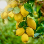 Gandharaj-lemon-unboxgreen-product-01-c