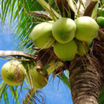 Ganga-bardhan-coconut-unboxgreen-product-01-a