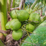 Ganga-bardhan-coconut-unboxgreen-product-01-c