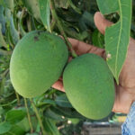 Himsagar-Mango-unboxgreen-product-01-b