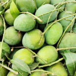 Himsagar-Mango-unboxgreen-product-01-c