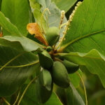 Indian-Almond-avenue-plant-unboxgreen-product-01-b