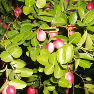 Karamcha-plant-unboxgreen-product-01-a