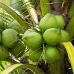 Kerala-coconut-unboxgreen-product-01-a