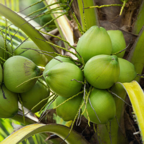 Kerala Coconut Unboxgreen Product 01 A