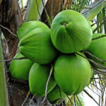Kerala-coconut-unboxgreen-product-01-c