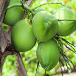 Kerala-coconut-unboxgreen-product-01-d