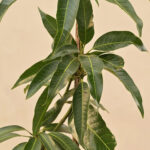 Keshar-Mango-unboxgreen-product-01-a.1