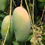 Keshar-Mango-unboxgreen-product-01-d