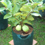 L49-Guava-unboxgreen-product-01-a