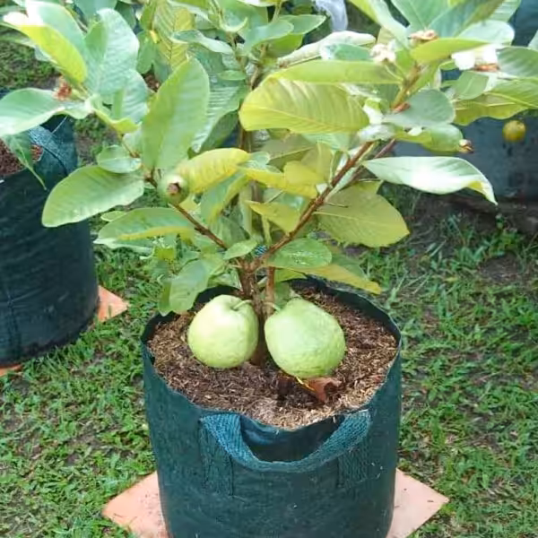 L49-Guava-unboxgreen-product-01-a L49-Guava-unboxgreen-product-01-a