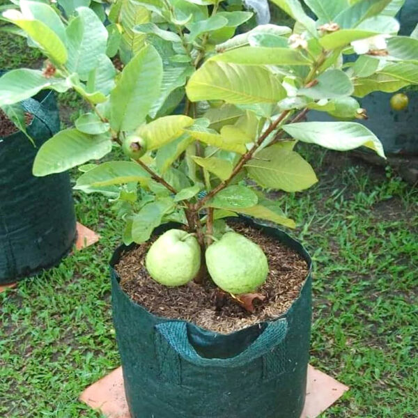 L49 Guava Unboxgreen Product 01 A