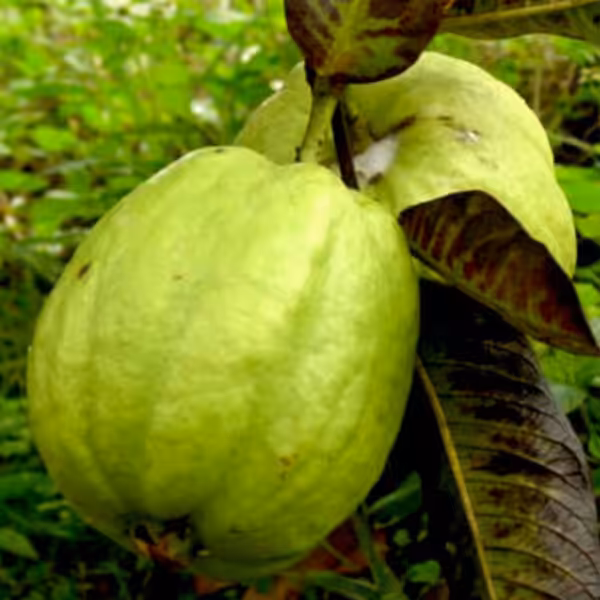 L49-Guava-unboxgreen-product-01-b L49-Guava-unboxgreen-product-01-b