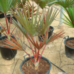 Latania-palm-unboxgreen-product-01-c