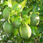 Mosambi-lemon-unboxgreen-product-01-a.1