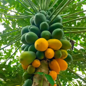 Papaya-unboxgreen-product-01-a.jpg