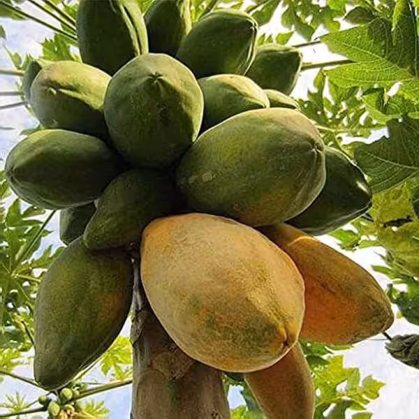 Papaya-unboxgreen-product-01-c