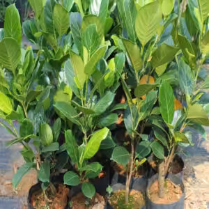 Pink-JackFruit-unboxgreen-product-01-a.1