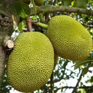 Pink-JackFruit-unboxgreen-product-01-b