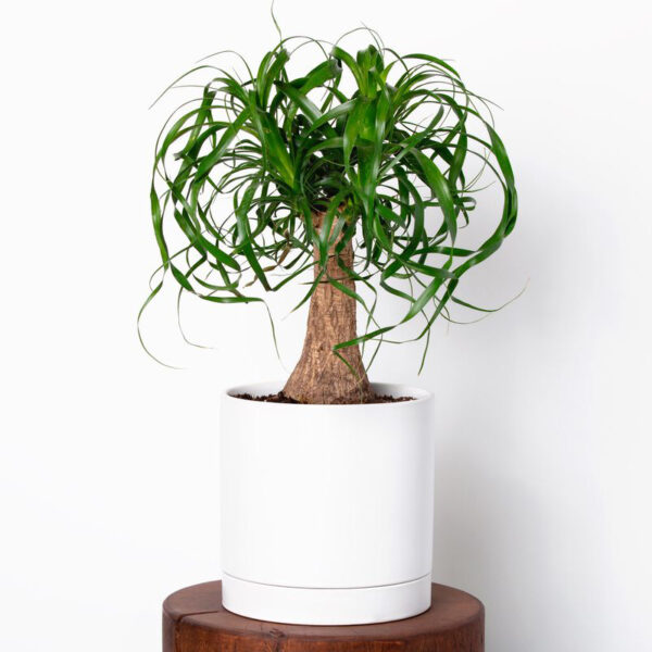 Ponytail Palm Unboxgreen Product 01 A