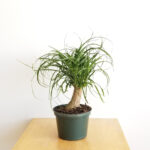 Ponytail-palm-unboxgreen-product-01-c