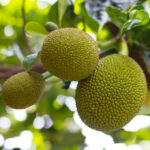 Red-Jackfruit-unboxgreen-product-01-a