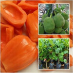 Red-Jackfruit-unboxgreen-product-01-b