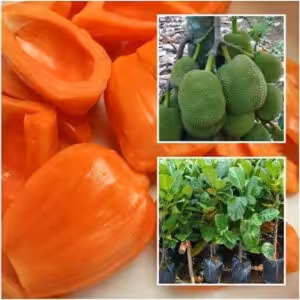 Red-Jackfruit-unboxgreen-product-01-b