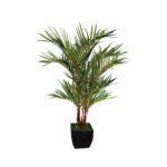 Red-palm-cyrtostachys-renda-unboxgreen-product-01-a