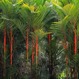 Red-palm-cyrtostachys-renda-unboxgreen-product-01-b