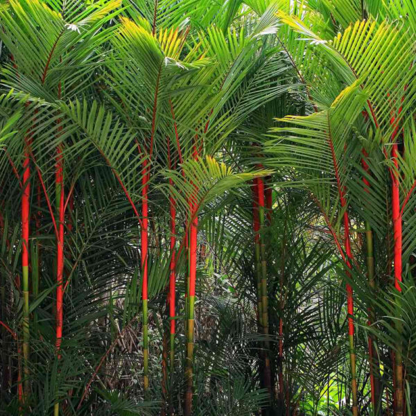 Red-palm-cyrtostachys-renda-unboxgreen-product-01-b