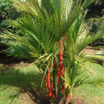 Red-palm-cyrtostachys-renda-unboxgreen-product-01-c