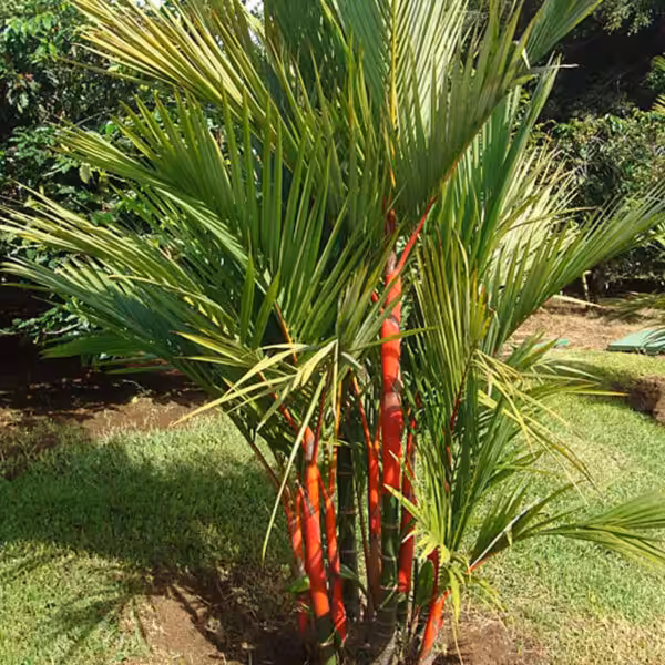 Red-palm-cyrtostachys-renda-unboxgreen-product-01-c