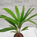 Red-palm-cyrtostachys-renda-unboxgreen-product-01-d