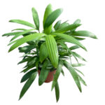 Rhapis-palm-variegated-unboxgreen-product-01-a