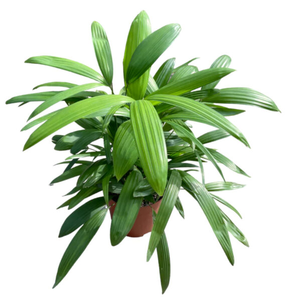Rhapis Palm Variegated Unboxgreen Product 01 A