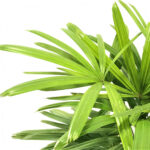 Rhapis-palm-variegated-unboxgreen-product-01-c