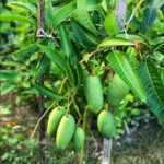 Sweet-Katimon-Mango-unboxgreen-product-01-a.1