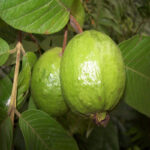 Thai-7-Guava-unboxgreen-product-01-a