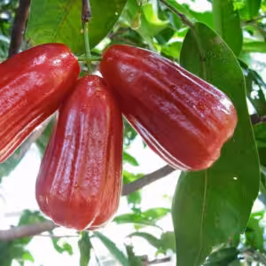 Thai-red-water-apple-unboxgreen-product-01-c