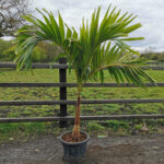 Veitchia-merreillii-palm-unboxgreen-product-01-a