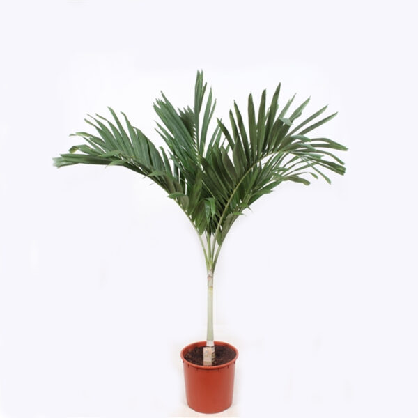 Veitchia-merreillii-palm-unboxgreen-product-01-b