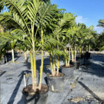 Veitchia-merreillii-palm-unboxgreen-product-01-c